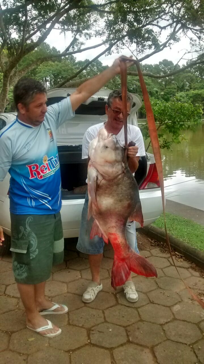 Jaraguá do Sul | [VÍDEO] Jaraguaense captura peixe enorme no Parque Malwee