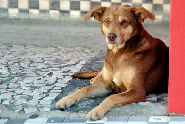 Itapema | Protetoras de animais lutam pela causa