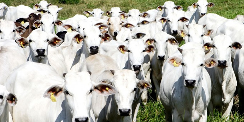 Brasil será o principal fornecedor de carne bovina para o mundo