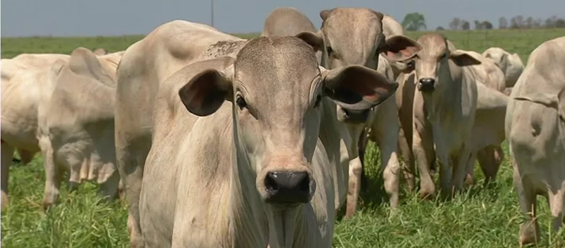 Indonésia abrirá mercado de carne bovina ao Brasil