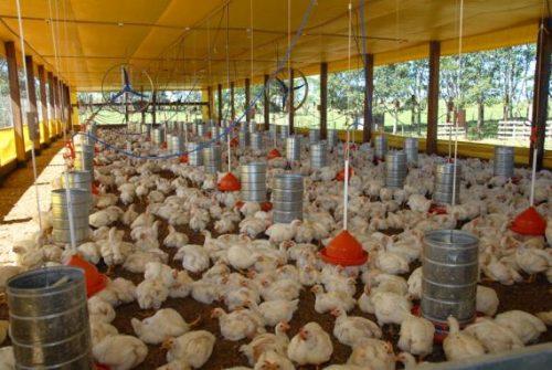 Você sabe o que é compartimentação da avicultura?