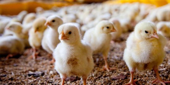Câmara cria Comissão Especial para encontrar soluções ao embargo da União Europeia à carne de aves do Brasil