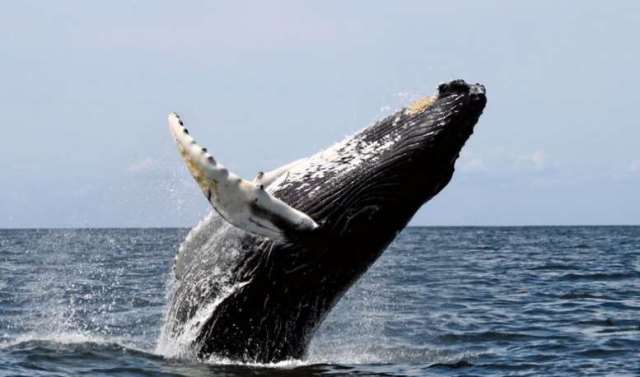 No sábado, 28, todos os caminhos levam a Garopaba para festejar a chegada das baleias francas