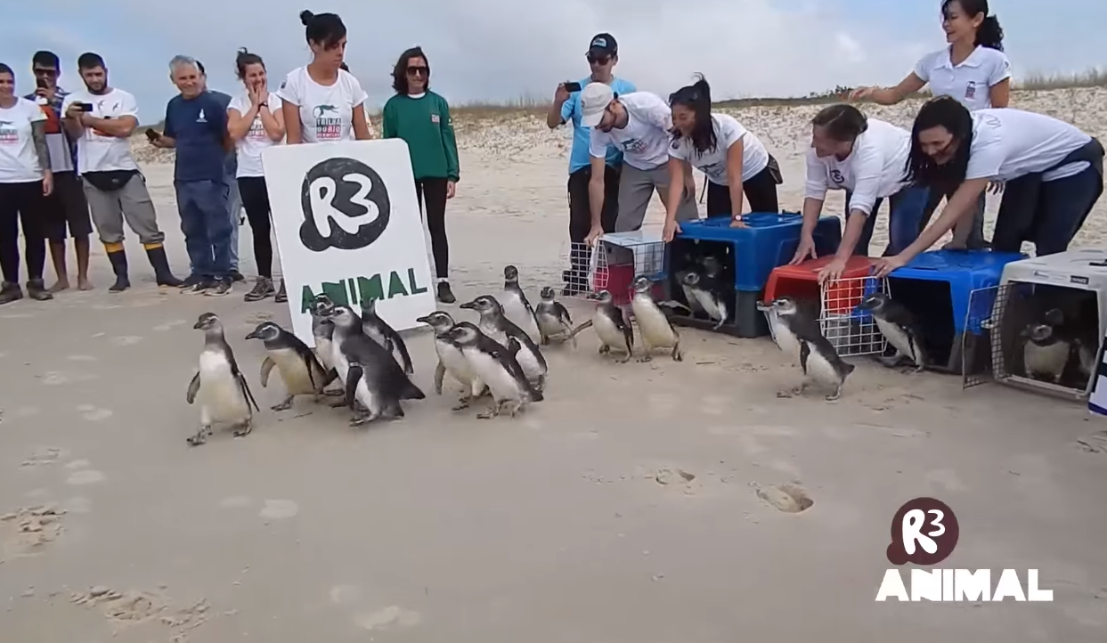 Alimentados e hidratados, pinguins voltam ao mar - assista ao vídeo