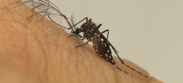 Epidemia de dengue em cidade de SC