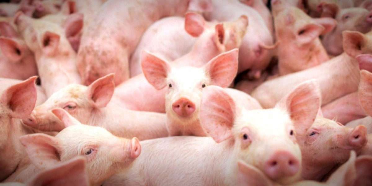 Exportações de carne suína batem novo recorde em janeiro