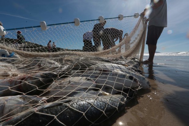 Governo do Estado autoriza a pesca de arrasto artesanal no litoral catarinense