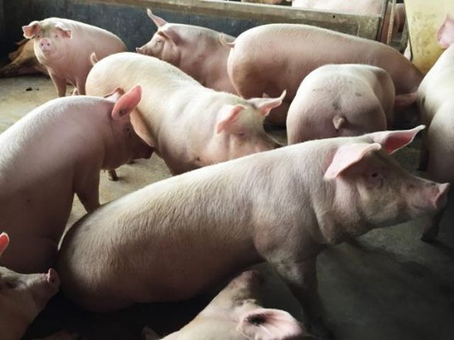 Exportações de carne suína superam desempenho do ano passado em SC