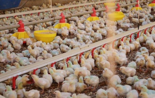 Exportações de frango em fevereiro crescem 34% em SC