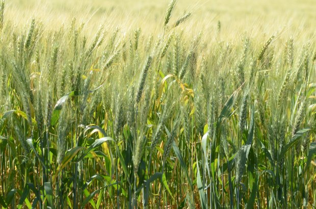 SC amplia área plantada de trigo