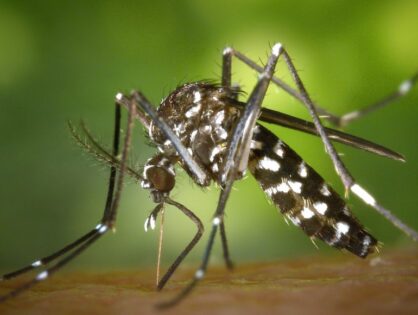 São Carlos: Saúde alerta para medidas de combate a Dengue e ajusta atendimento