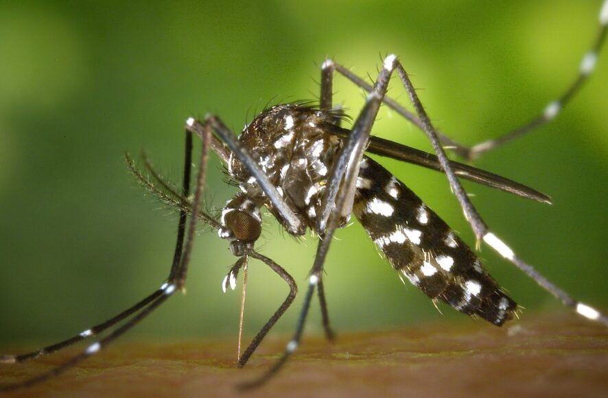 São Carlos: Saúde alerta para medidas de combate a Dengue e ajusta atendimento