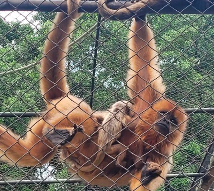 Vídeo: conheça o filhote de bugio-preto que nasceu no Zoo Pomerode