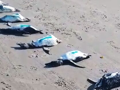 Ciclone deixa quase 600 pinguins mortos em SC