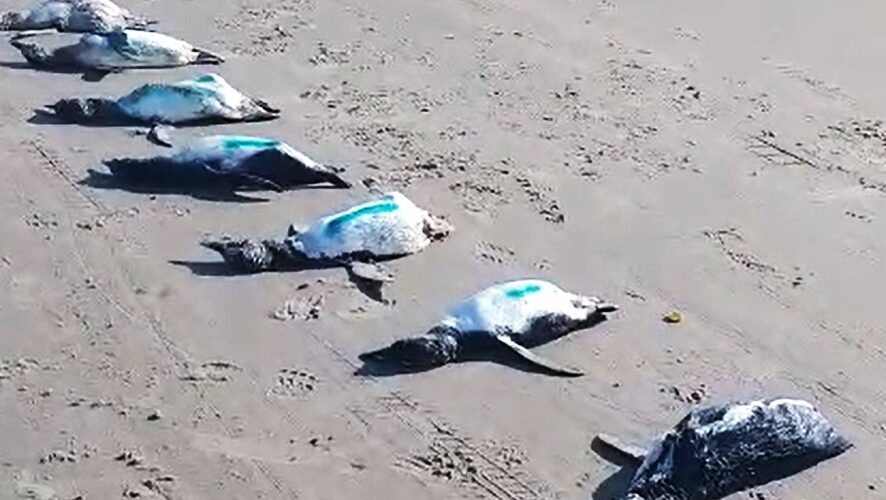 Ciclone deixa quase 600 pinguins mortos em SC