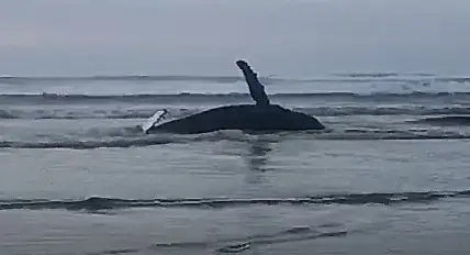 Filhote de baleia encalha e luta pela vida na Esplanada em Jaguaruna