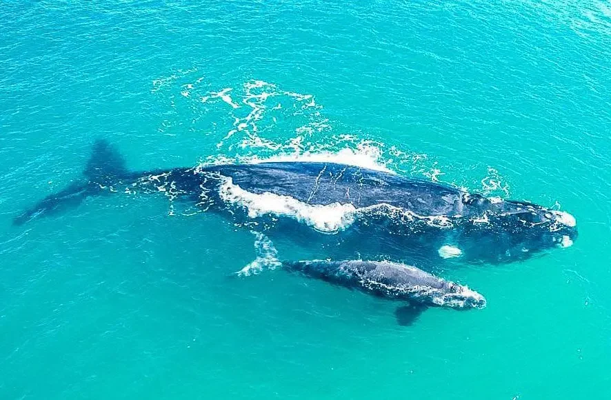 Temporada das baleias francas atrai agências de turismo do Brasil