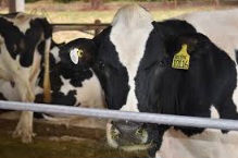 Governo Federal confirma caso de vaca louca no Brasil e preocupação com exportações