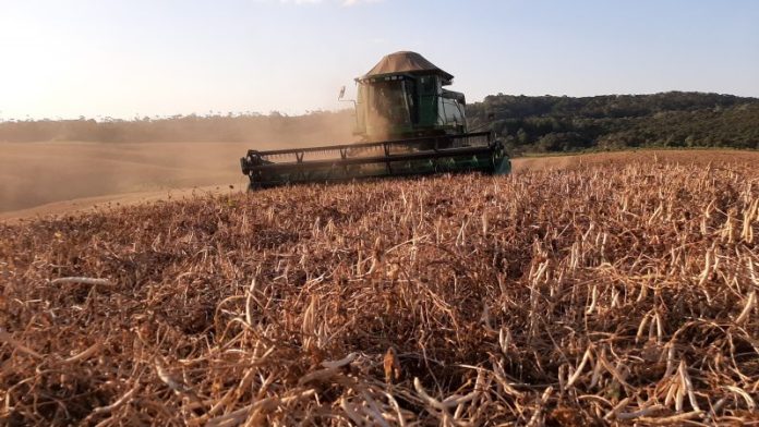 Novas tecnologias impulsionam a cultura de grãos no Vale e na Serra Catarinense