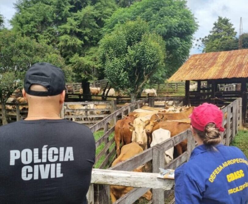 Caoagro e Cidasc realizam operação conjunta e identificam irregularidades sanitárias em rebanho bovino