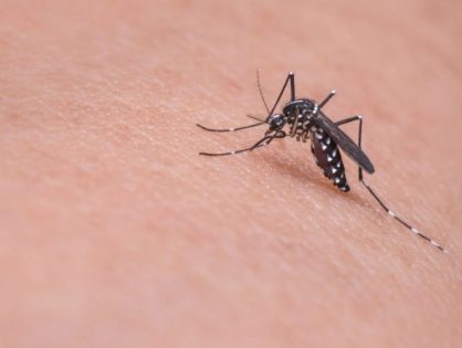 Itajaí possui alto risco de transmissão de doenças transmitidas pelo mosquito da dengue