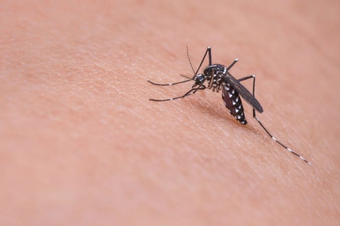 Itajaí possui alto risco de transmissão de doenças transmitidas pelo mosquito da dengue