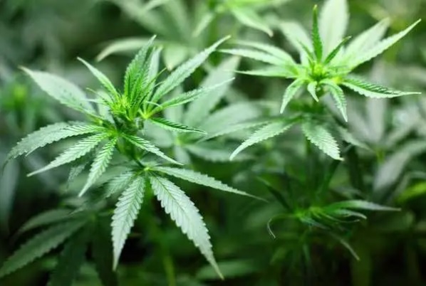 Reunião pública em Balneário Camboriú debaterá cannabis medicinal, nesta quinta