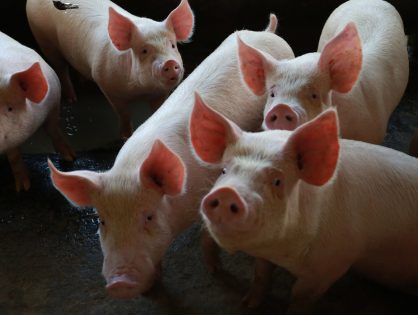 Santa Catarina amplia exportações de carne suína no primeiro trimestre de 2023