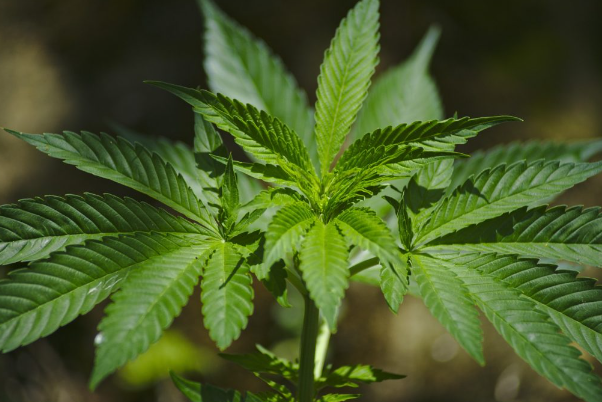Com autorização da Anvisa, SC fará primeira importação de cannabis