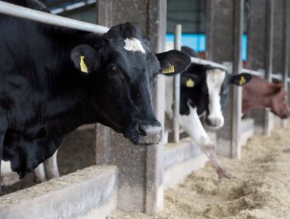 SC investe mais de R$ 11,4 milhões na indenização de bovinos no 1º quadrimestre de 2023