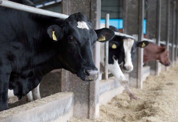 SC investe mais de R$ 11,4 milhões na indenização de bovinos no 1º quadrimestre de 2023