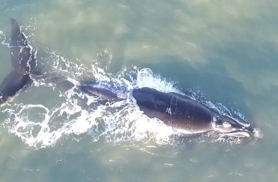 Baleias chegam ao Litoral Sul catarinense; veja vídeo