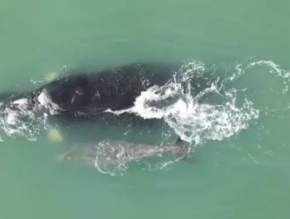 Chegou cedo! Filhote de baleia-franca é avistado no litoral catarinense