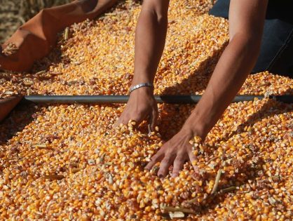 Governo do Estado garante R$ 110 milhões e 200 mil sacas de sementes de milho para o Terra Boa