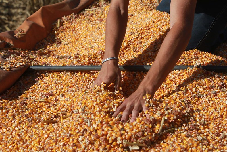 Governo do Estado garante R$ 110 milhões e 200 mil sacas de sementes de milho para o Terra Boa