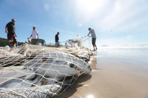 Pesca da tainha em Florianópolis cai 37,9% em relação ao último ano