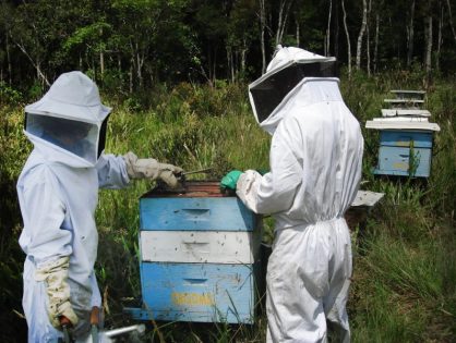 Santa Catarina registra aumento no cadastro de apiários na Cidasc