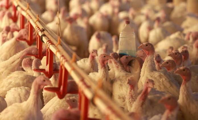 Ministro da Agricultura pede a Japão que embargo a frango seja municipalizado em SC