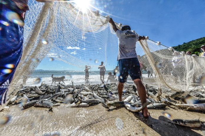 Praia de Florianópolis fica ‘abarrotada’ de tainhas após lanço histórico com 3 mil peixes