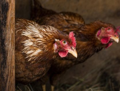 Japão suspende importação de aves vivas e carne de aves de SC após confirmação de gripe aviária em Maracajá