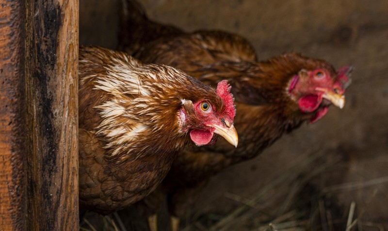 Japão suspende importação de aves vivas e carne de aves de SC após confirmação de gripe aviária em Maracajá