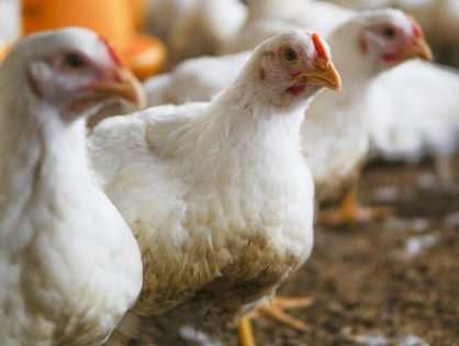 Primeiro foco de gripe aviária em ave de criação doméstica de SC é confirmado na cidade de Maracajá