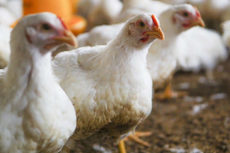 Primeiro foco de gripe aviária em ave de criação doméstica de SC é confirmado na cidade de Maracajá