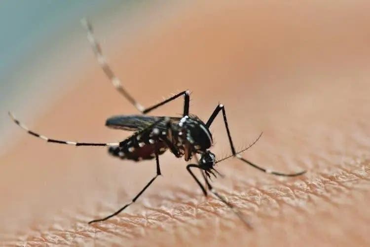 Dengue dispara em SC com salto de quase 1.800% em seis anos