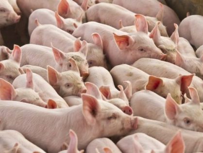 Exportações catarinenses de carne suína chegam ao ápice em 2023