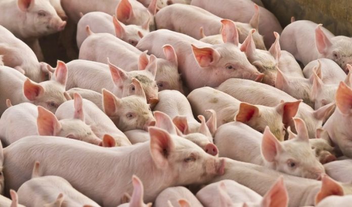 Exportações catarinenses de carne suína chegam ao ápice em 2023