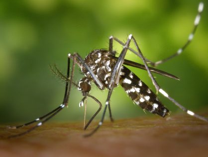 Dengue SC: Estado repassa mais R$ 5 milhões aos municípios para o combate ao Aedes aegypti