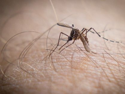 Joinville registra quinta morte e ultrapassa 1,3 mil casos de dengue neste 2024