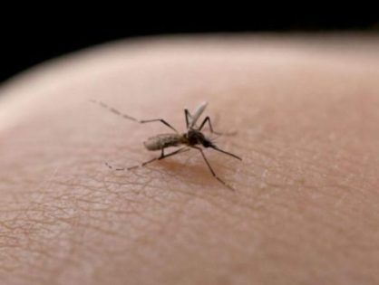 Joinville tem nova morte por dengue e soma metade dos óbitos em SC