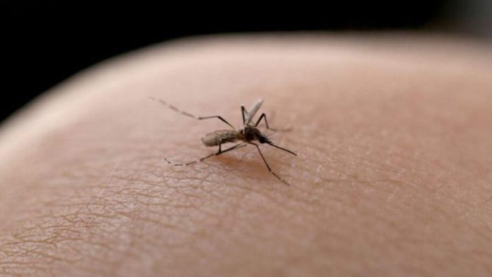 Joinville tem nova morte por dengue e soma metade dos óbitos em SC